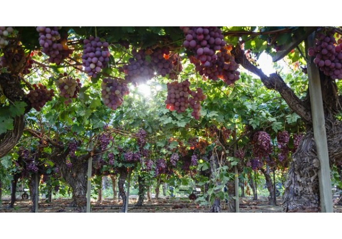 Поради для вирощування винограду