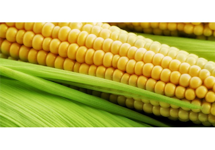 Мировой рекорд урожайности кукурузы