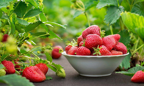 Growing garden strawberries in a mini-greenhouse