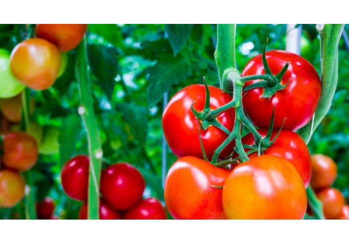 ТОП-7 интересных фактов о томатах