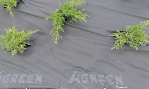 Agreen mulching agrofiber for landscape design.