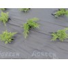 Black agrofibre for mulching without perforation