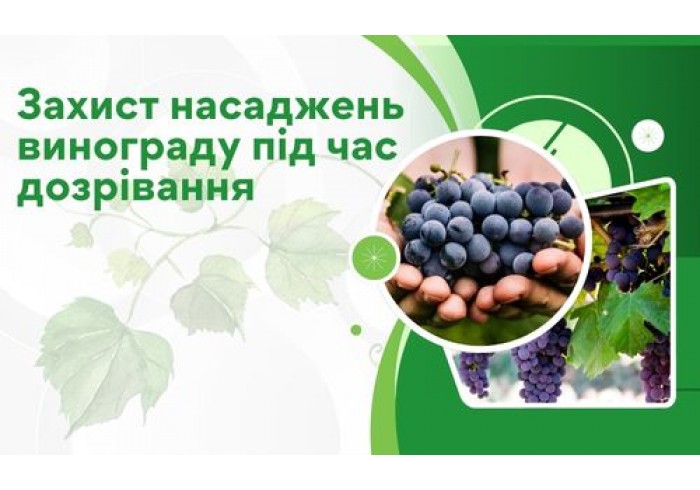 Захист насаджень винограду під час дозрівання