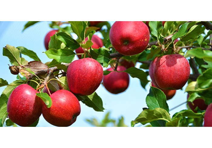 Ріст цін на яблука