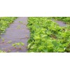 Агроволокно чорне без перфорації  (Agreen Protect 100г/м2)