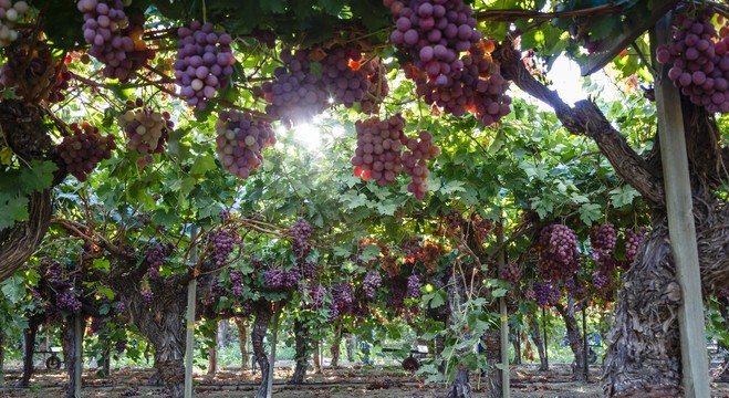 Поради для вирощування винограду