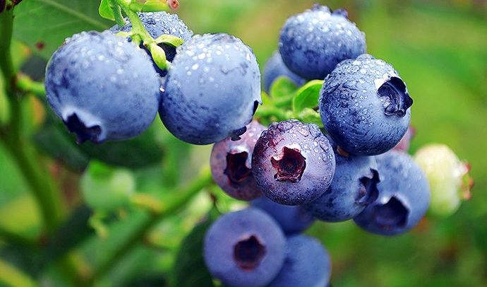 World berry market – Blueberries 