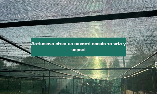 Затіняюча сітка як захист овочів та ягід у червні