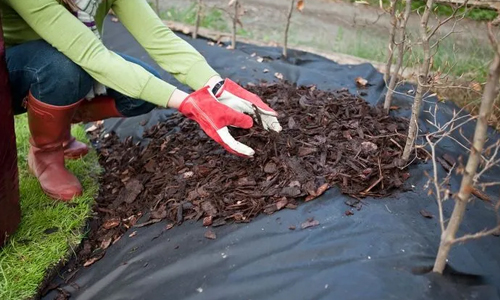 Effectiveness of mulching in the fight against weeds