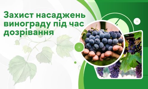 Захист насаджень винограду під час дозрівання