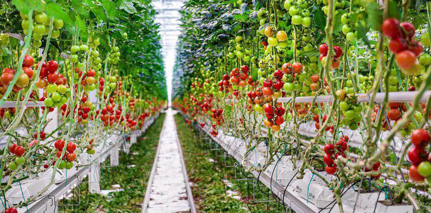 54️ тонни помідорів в тиждень - це можливо