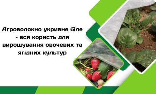 Агроволокно укривне біле – вся користь для вирощування овочевих та ягідних культур