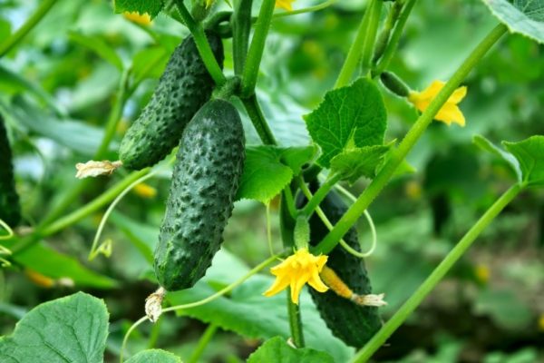 Use of Agreen agrofiber for cultivating cucumbers