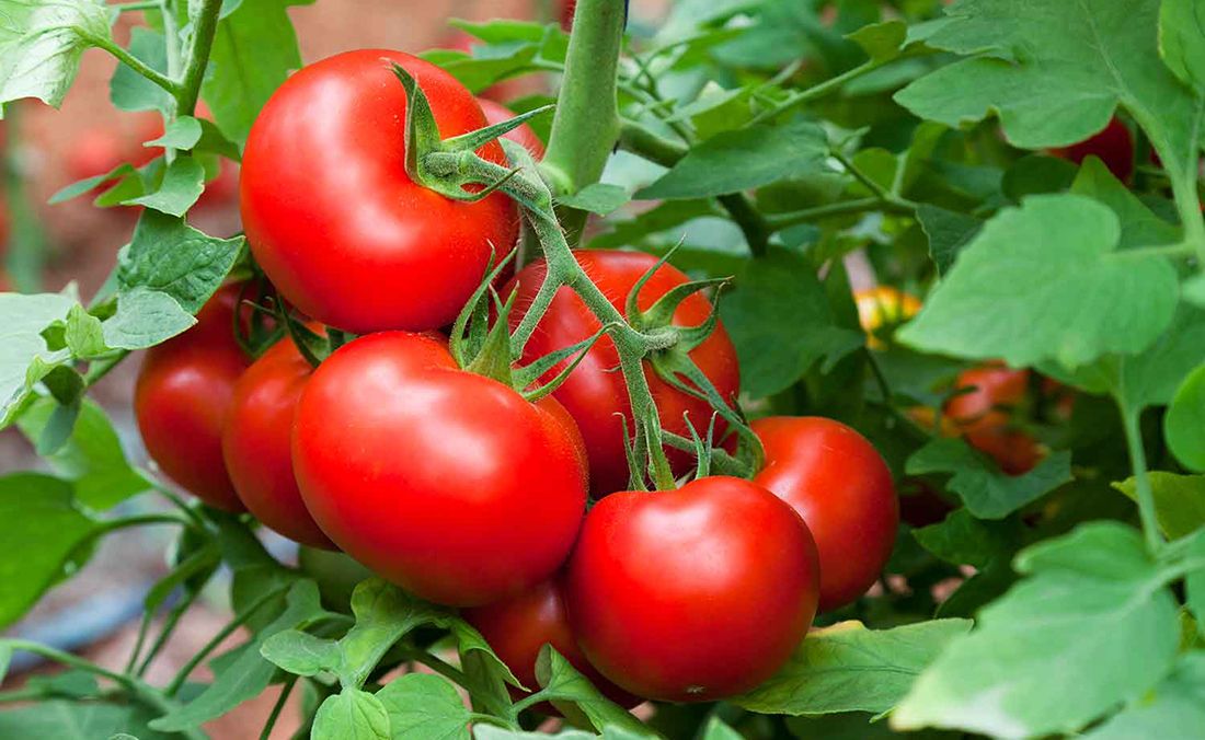 Применение агроволокна Agreen для выращивания помидоров