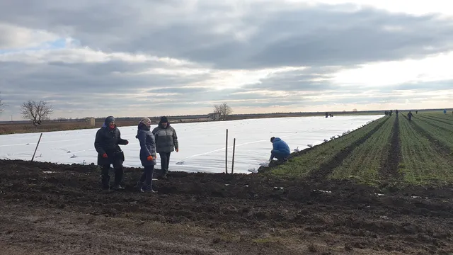 Люди розкладають біле агроволокно на полі
