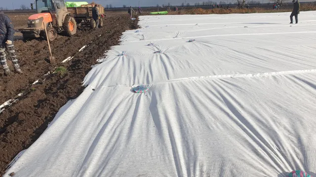 Укривне полотно вздовж рядків на полі