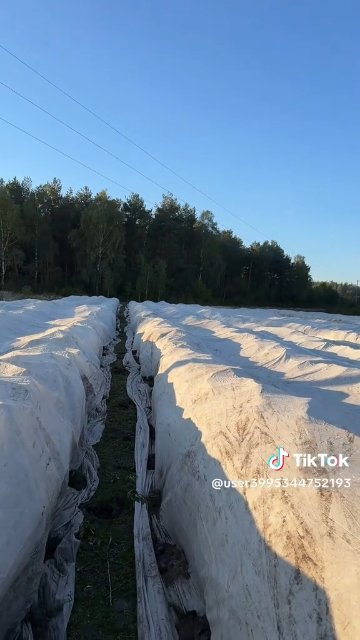 Кадр із відео: Малина й заморозок
