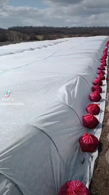 Кадр із відео: Укриття полуниці на дугах