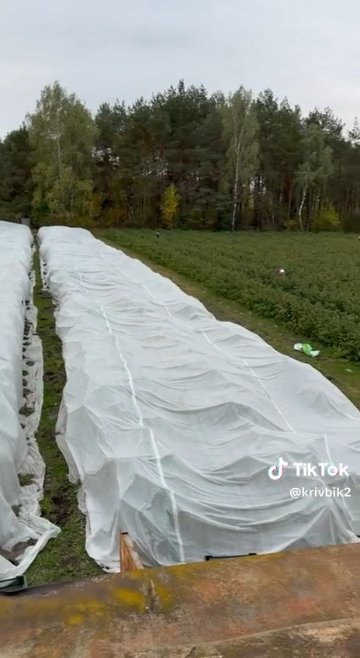 Кадр із відео: Малина від заморозків