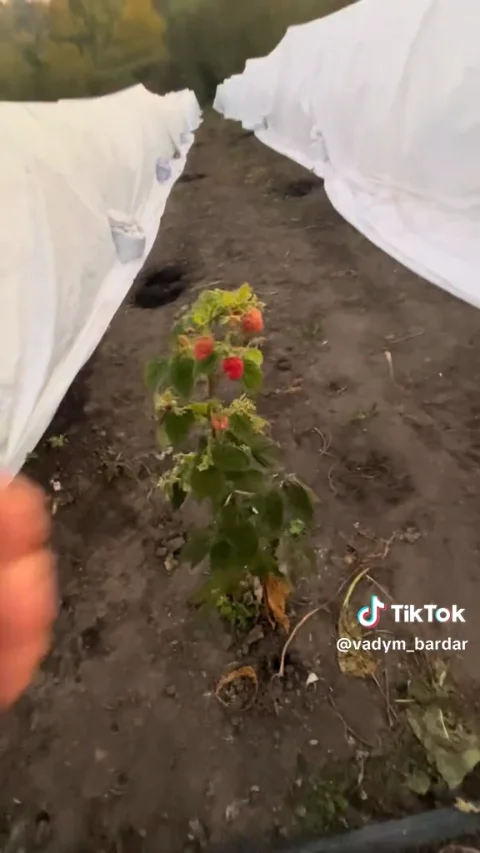 Кадр із відео: Малина під укриттям