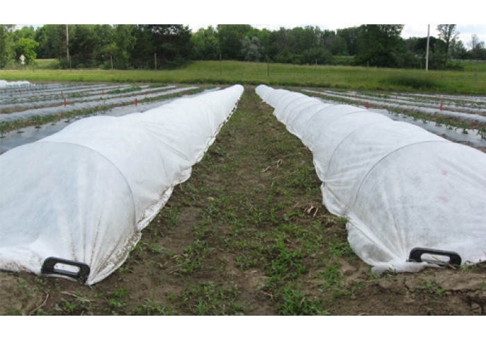 Protection of plants from cold and frost: use of covering material