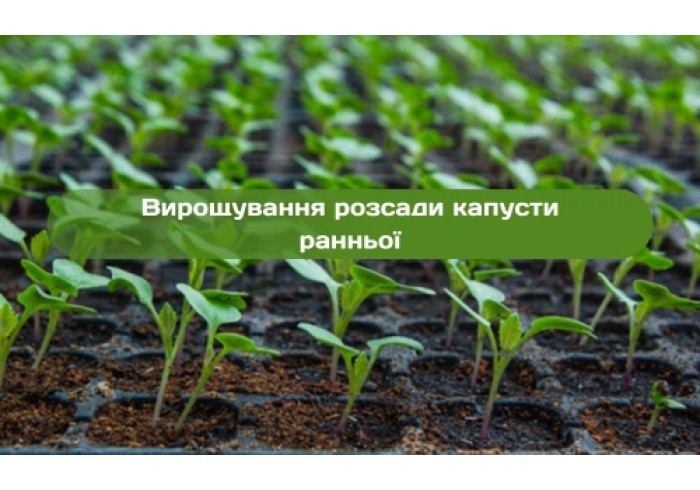 Выращивание рассады капусты ранней