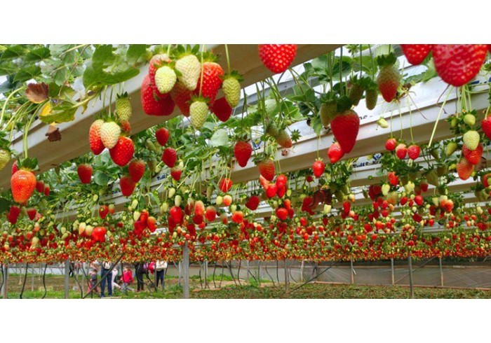 10 interesting facts about agriculture in Israel
