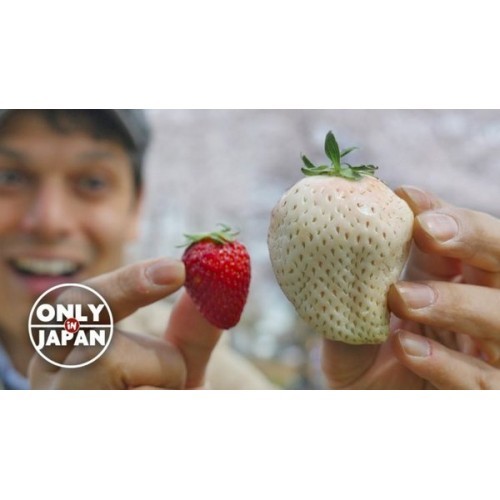 Белая клубника по 10$ за штуку