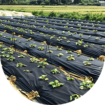 Mulching agrofibre