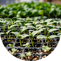 Cassettes for seedlings