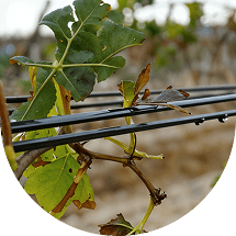 Trellis wire