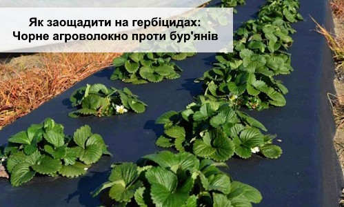 Как сэкономить на гербицидах: Черное агроволокно против сорняков