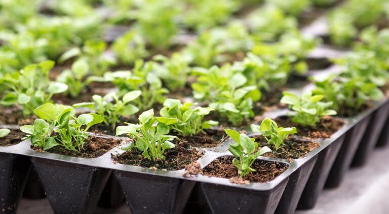 Касети для розсади: економія часу та запорука здорового зростання